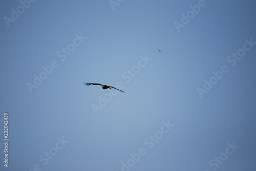 eagle flying in the blue sky