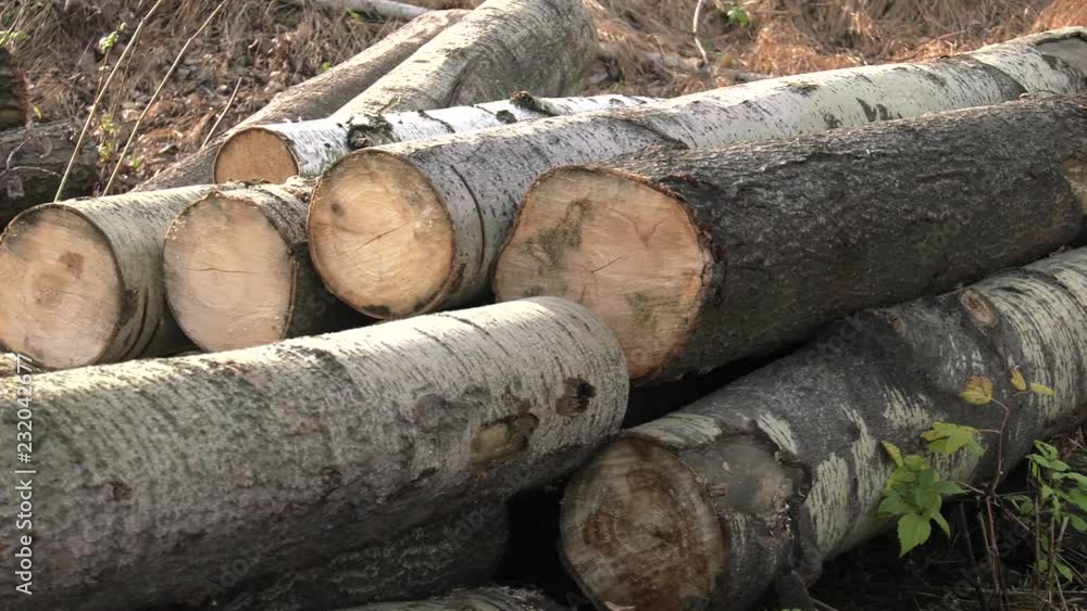 Felling of trees in the forest. Roots and broken branches. 4K, UHD, 50p, Cinematic,Closeup Felling of trees in the forest. Roots and broken branches. 4K, UHD, 50p, Cinematic,Closeup