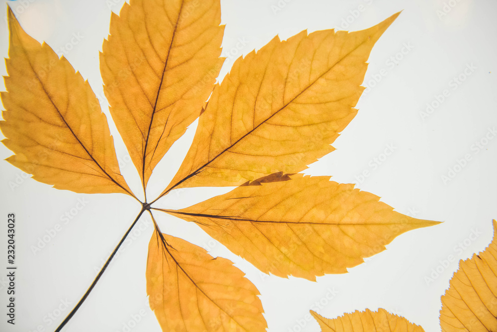 Botany. Leaf texture. Macro leaves background texture. Botany. Leaf texture. Macro leaves background texture.