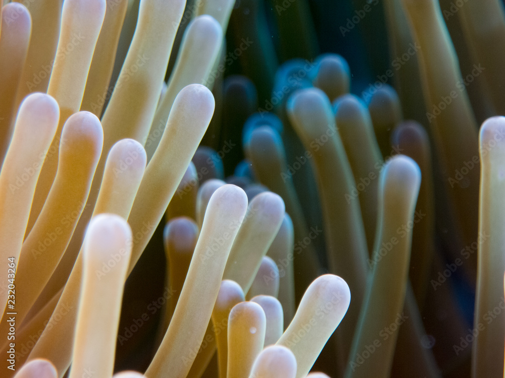 coral under the sea coral under the sea