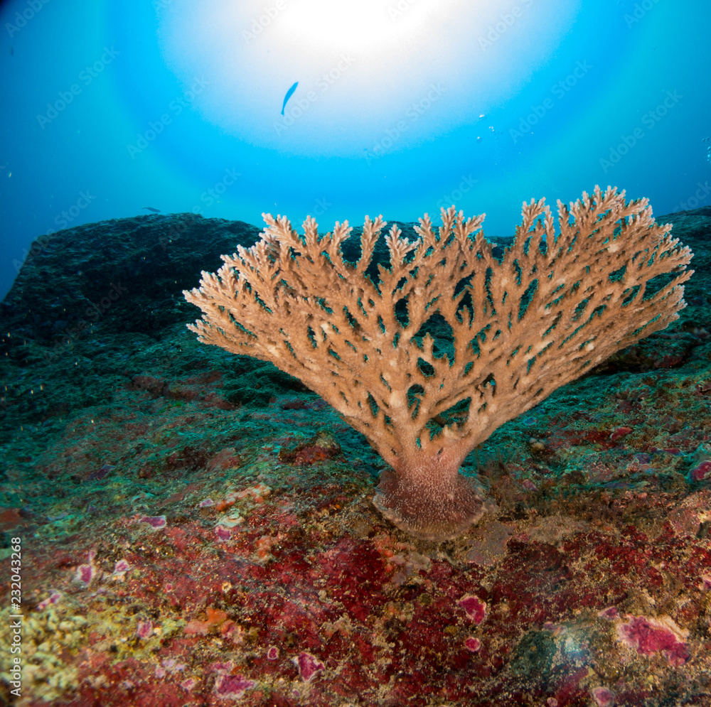 Fototapeta premium coral under the sea