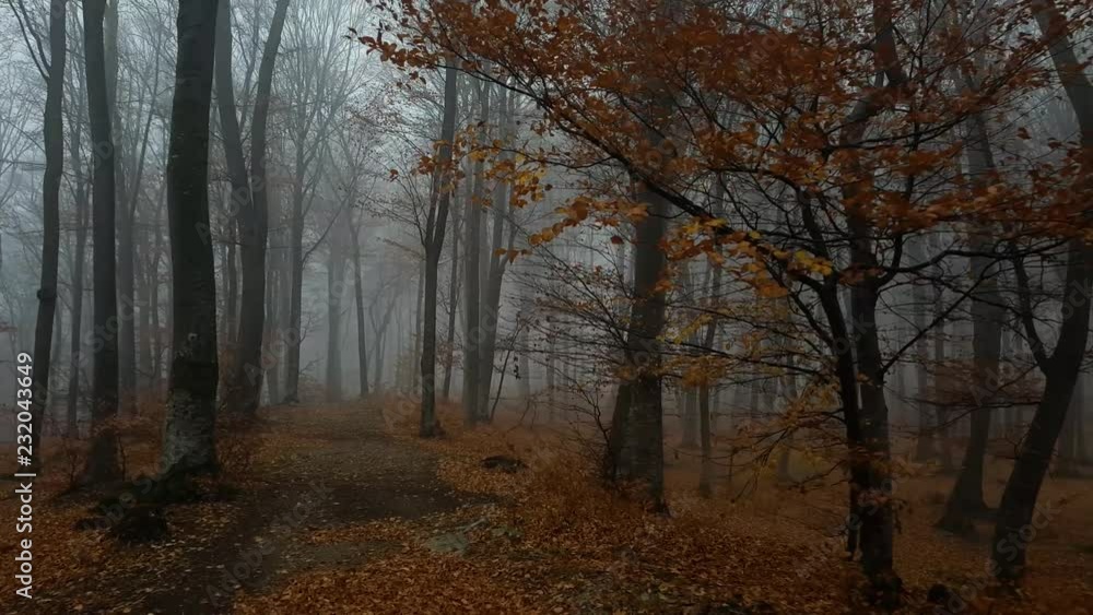 Dark moody foggy forest during an autumn morning. Moving forward into a low angle shot Dark moody foggy forest during an autumn morning. Moving forward into a low angle shot