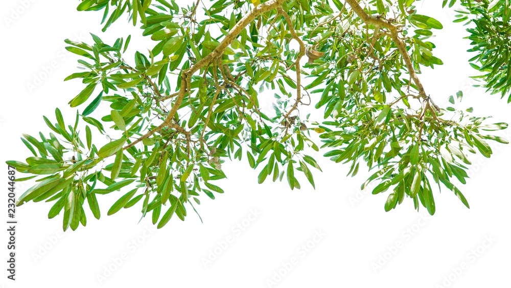 Green leaves isolate on white background, Design background. Green leaves isolate on white background, Design background.