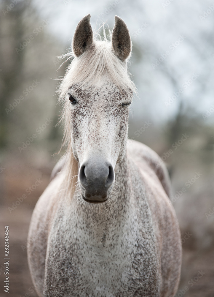 Fototapeta premium biały koń