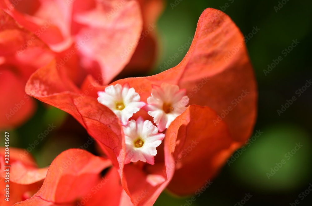 Obraz premium Red flower