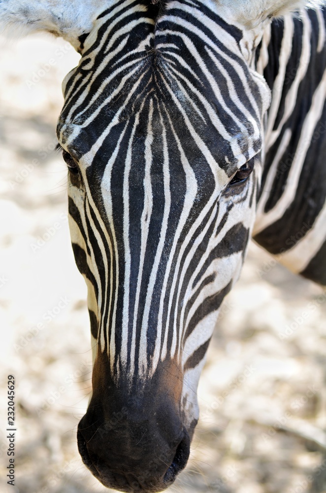 Naklejka premium Zebra portrait