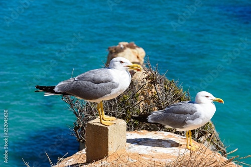 Two seagulls on the cliffs with the ocean to the rear, Praia da Rocha, Portimao, Portugal.