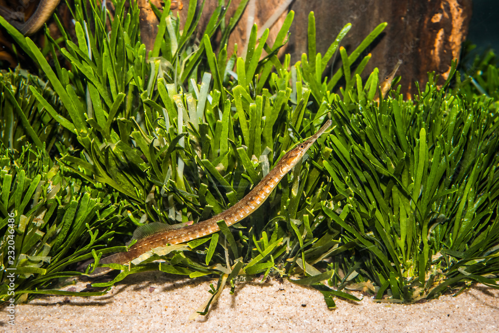 Long-snout Pipefish (Stigmatopora macropterygia) among green algae Long-snout Pipefish (Stigmatopora macropterygia) among green algae