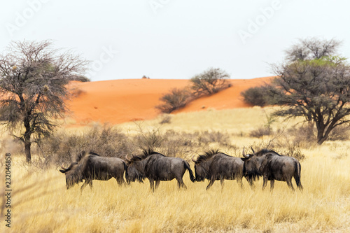 A group of blue wildebeests grazing in the grasslands of Kalahari desert, Namibia.