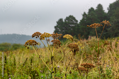 Hogweed umbrellas in a field near the Talc stone quarry in the Sverdlovsk region