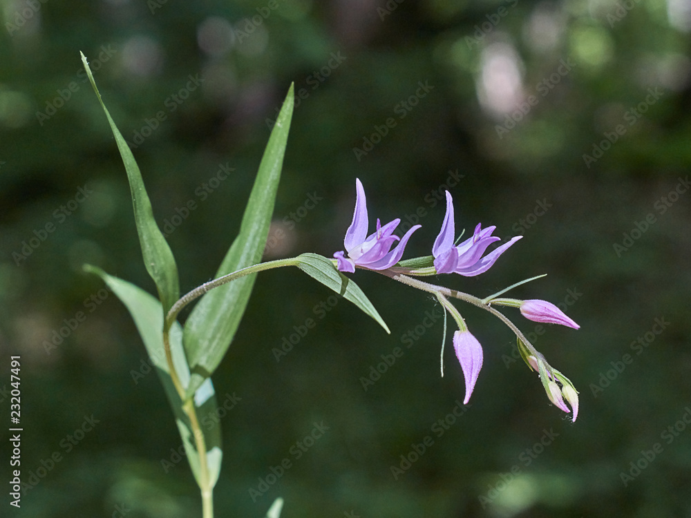 Obraz premium Perennial rare plant Cephalanthera longifolia.