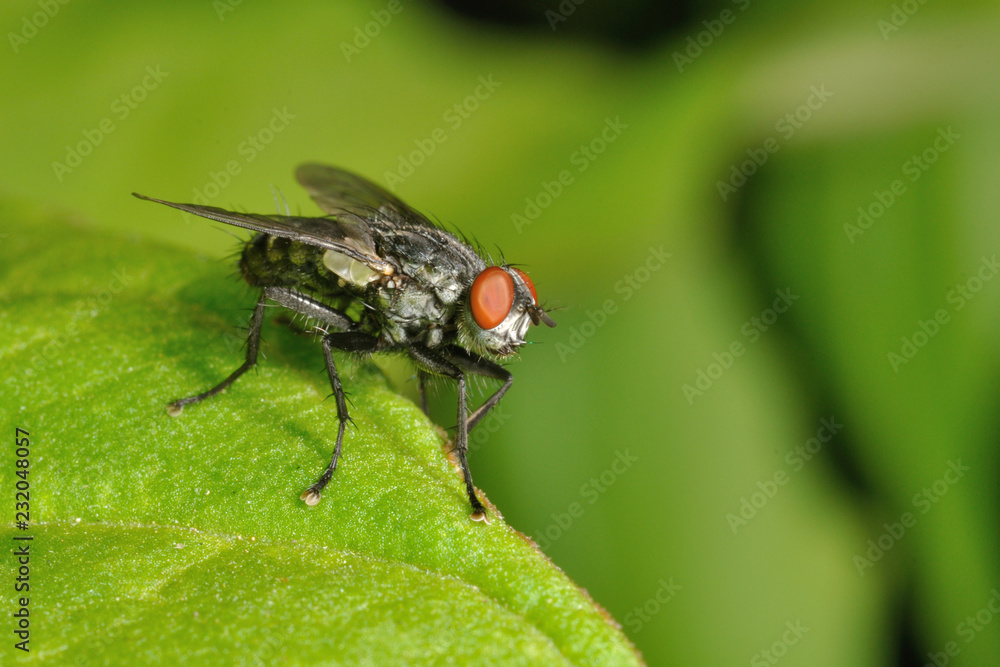 Mosca Mosca