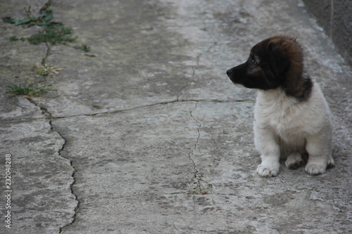 Obraz na plátně dog on street