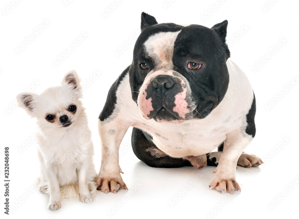 male american bully and chihuahua