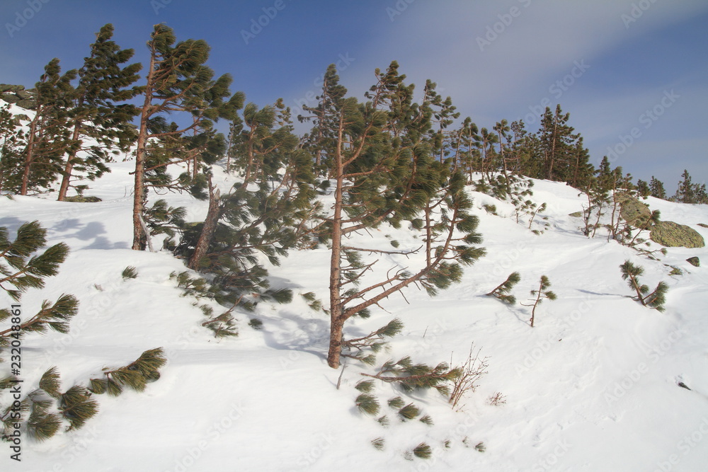 Obraz premium pine trees in the snow
