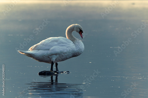 Schwan im Morgenlicht an einem See