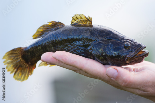 Fish on hand. A fish with a big mouth, big eyes and big fins lies on the hand. Chinese sleeper. Perccottus glenii. Amur sleeper.