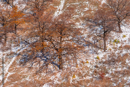 Beautiful winter landscape, background - forest on a snowy mountainside © Stanislav Ostranitsa
