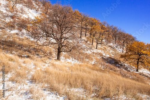 Beautiful winter landscape - Fresh snow falling in the hills with tall oaks