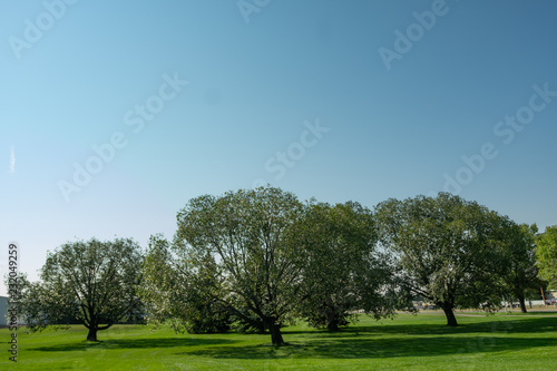 Trees in a park during bright summer day