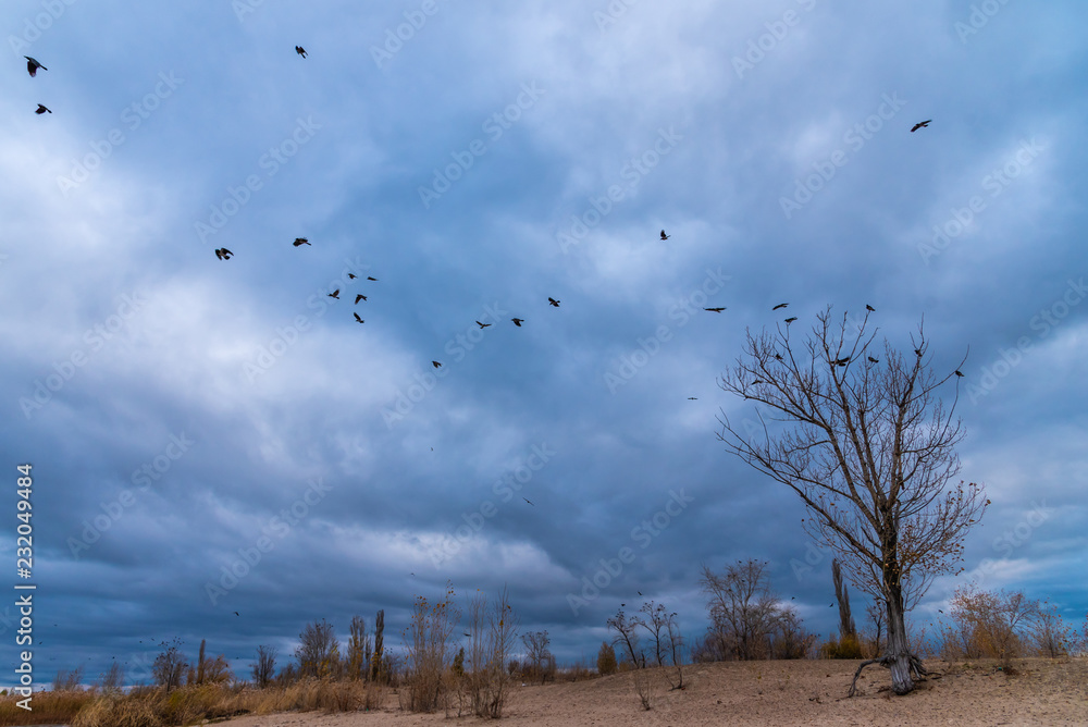 Dramatic landscape - a flock of crows over trees with bare branches growing on the dunes
