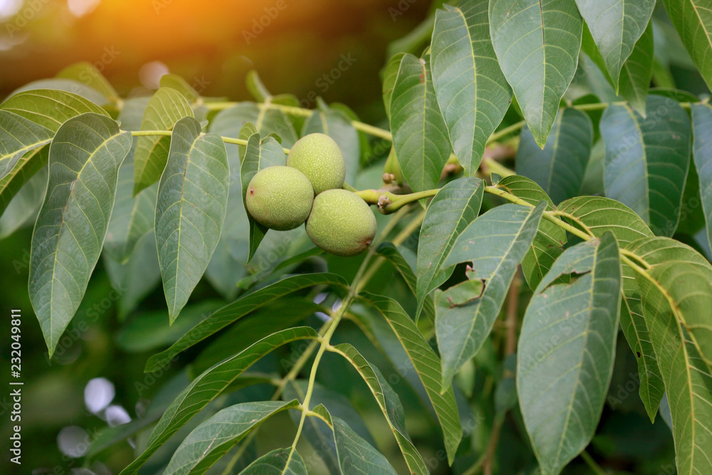 Obraz premium Green young walnuts ripen on branch of tree with green leaves after rain in sunny day. Concept of growing.
