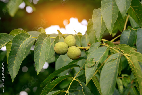 fruits of a walnut on a tree in the rays of sunlight sunset photo