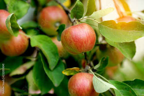 Apples ripening in the orchard