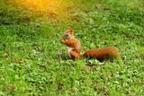 red squirrel with a lawn mower and a peanut