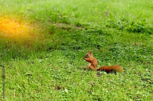 red squirrel with a lawn mower and a peanut © azhurfoto