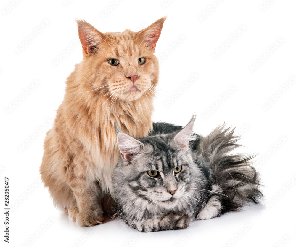 Obraz premium maine coon cats