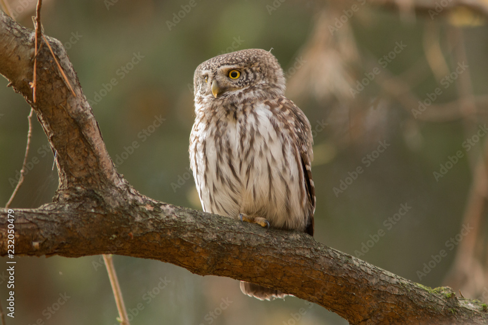 Owls - Pygmy Owl (Glaucidium passerinum) Owls - Pygmy Owl (Glaucidium passerinum)