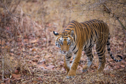 The Bengal Tiger