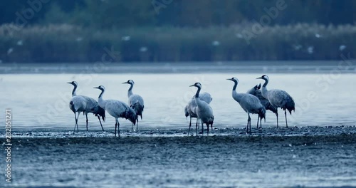 Beautiful cranes walking at the morning by the lakes. photo