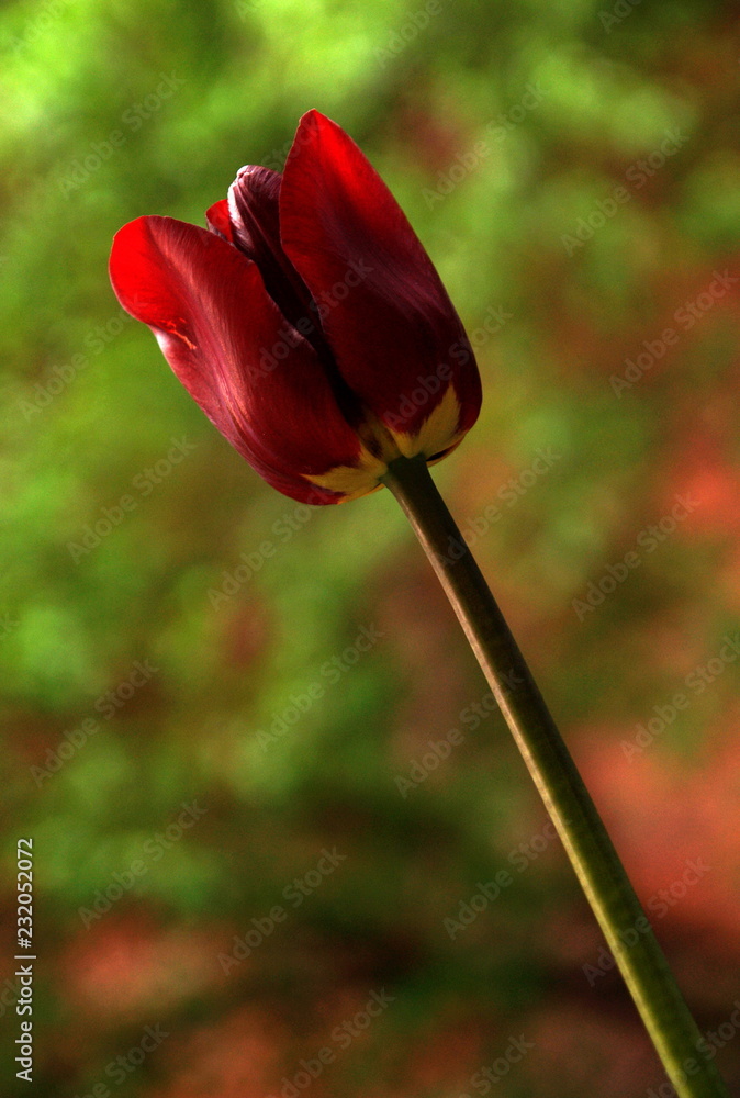 Obraz premium red tulip in the garden