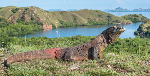 Portrait of the Komodo dragon   Varanus komodoensis   is the biggest living lizard in the world.  On island Rinca. Indonesia.