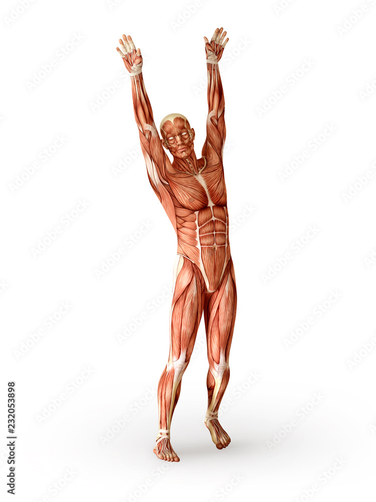 Muscles anatomy male figure workout training, isolated. Healthcare, aerobics, gymnastics, yoga, fitness, dancing, diet, active lifestyle and sport concept. 3D illustration Muscles anatomy male figure workout training, isolated. Healthcare, aerobics, gymnastics, yoga, fitness, dancing, diet, active lifestyle and sport concept. 3D illustration