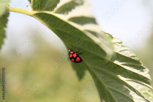 ladybug on green leaf