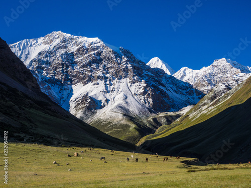 Beautiful mountain landscape with horses