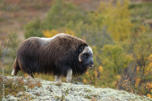 Musk-ox in a fall colored setting at Dovrefjell Norway