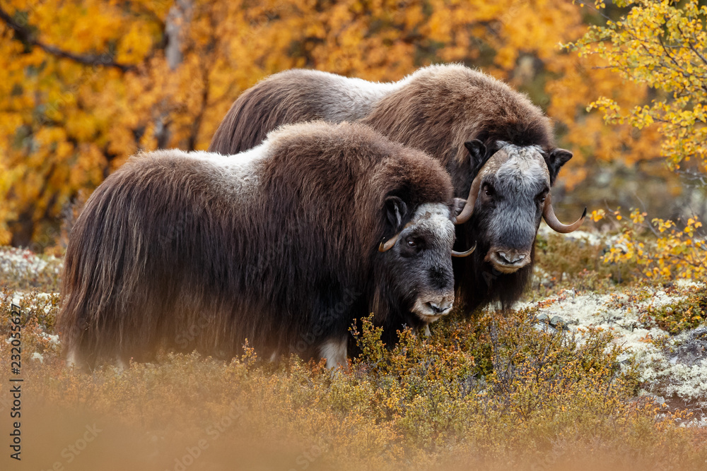 Fototapeta premium Musk-ox in a fall colored setting at Dovrefjell Norway