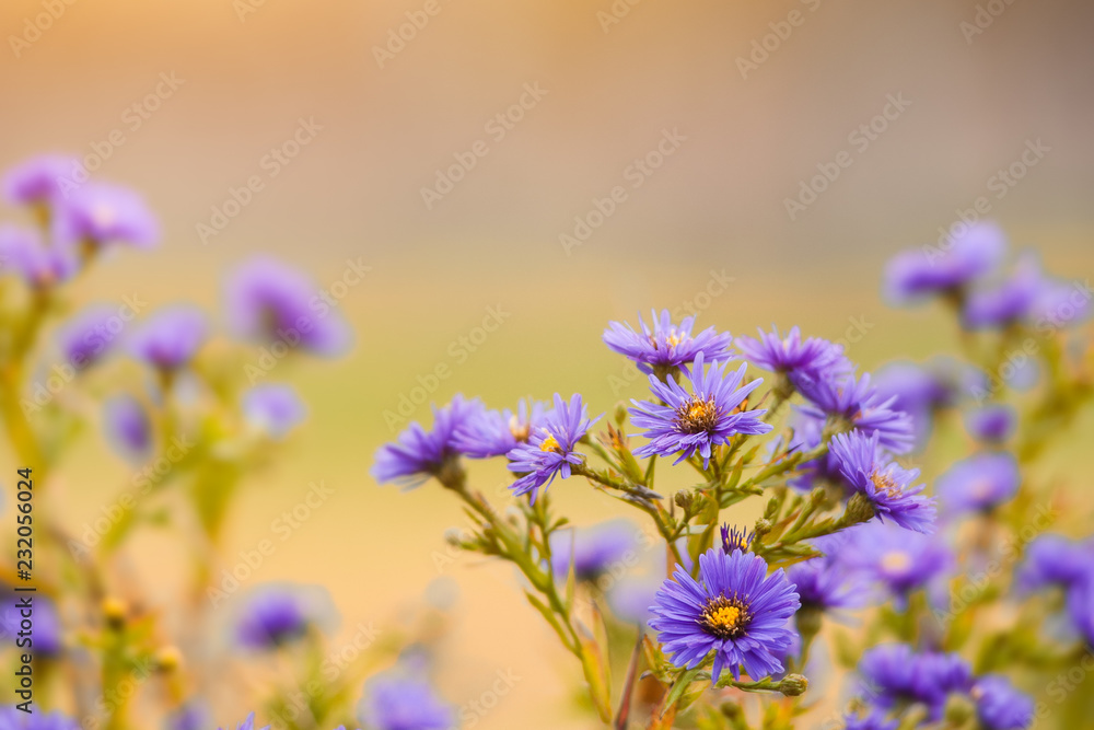 Fototapeta premium aster alpinus aster alpejski późną jesienią o zachodzie słońca