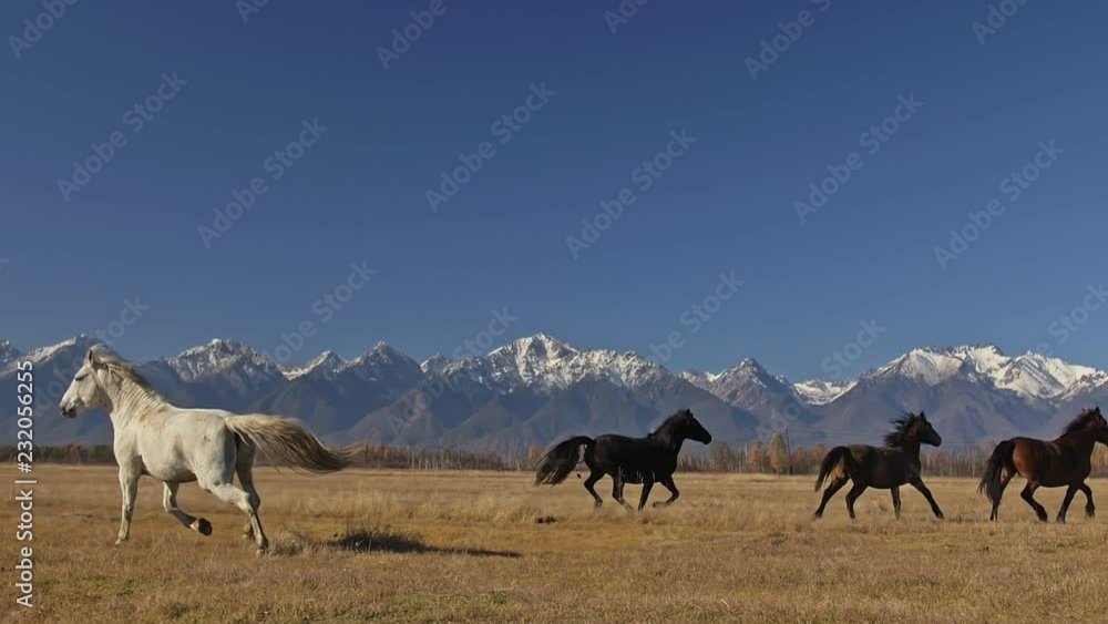 Walking and running horse. Horses moves slowly against the background of the grazing herd. Herd of horses running on the steppes in background snow-capped mountain. Slow Motion at rate of 180 fps.