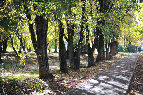 Fototapeta Naklejka Na Ścianę i Meble -  Autumn background in the park