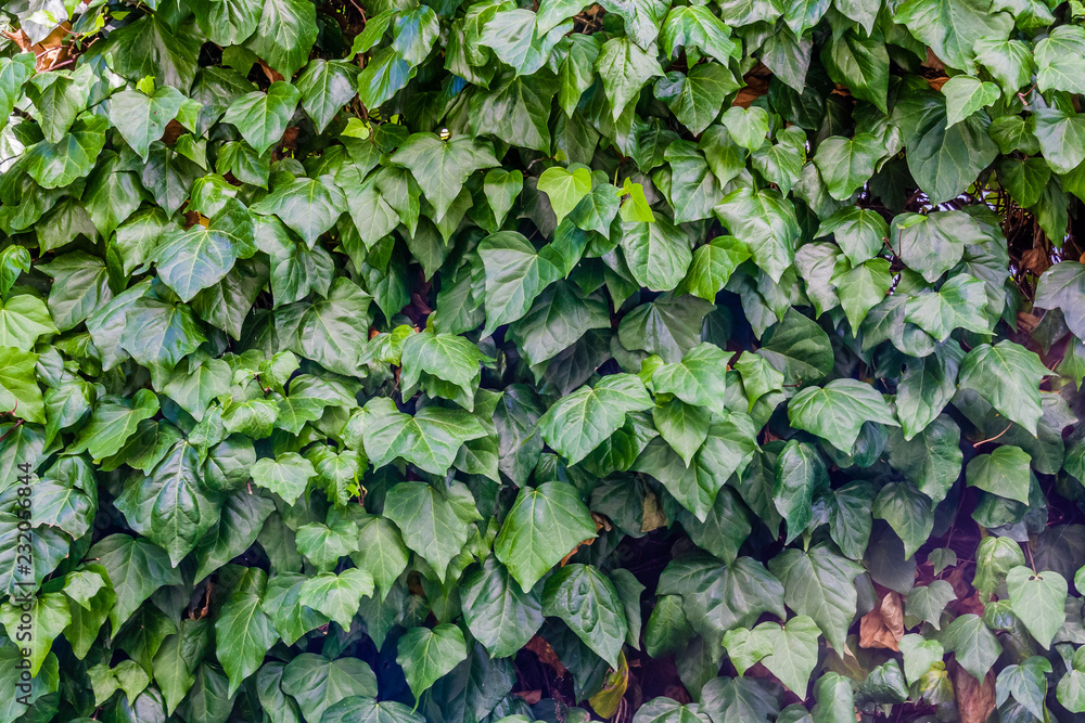 Hedera helix, also known as Common Ivy, or English Ivy, a popular garden plant. Hedera helix, also known as Common Ivy, or English Ivy, a popular garden plant.