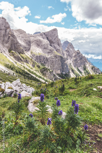 fiori viola sulle dolomiti