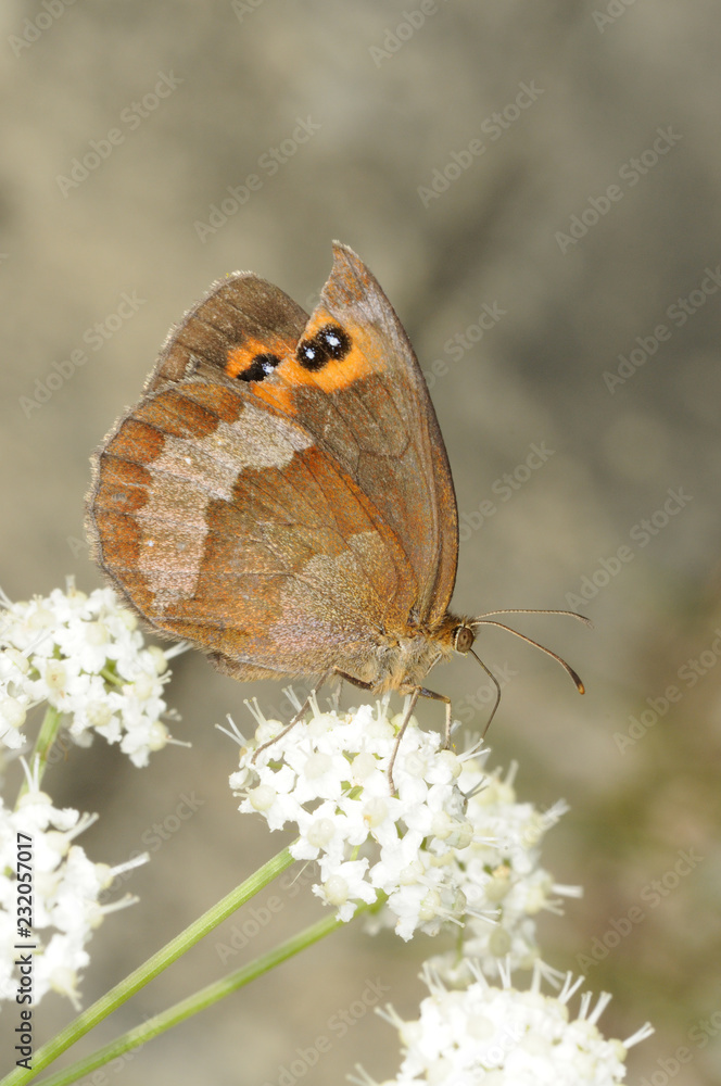 Fototapeta premium Farfalla