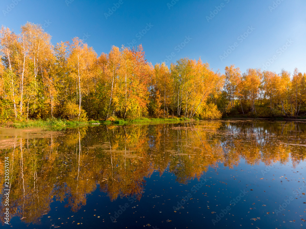 Russian autumn landscape with birches, pond and reflection