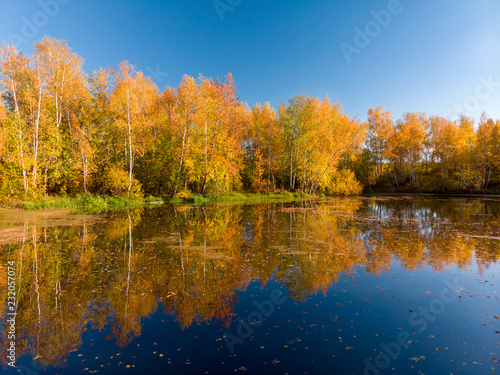 Russian autumn landscape with birches  pond and reflection
