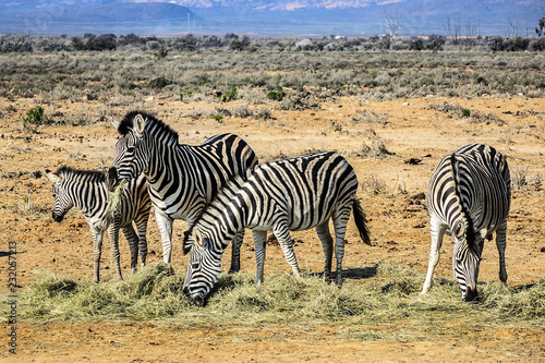 A herd of Zebras  Equus zebra zebra  in a meadow. South Africa.